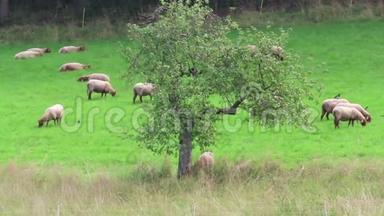 在沙尔肯梅勒马尔湖草地上放牧的羊群