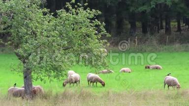 在沙尔肯梅勒马尔湖草地上放牧的羊群