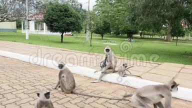 斯里兰卡Anuradhapura古城的黑面猴子或Langur猴子