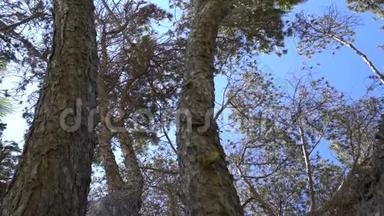 美丽的针叶树的树皮.. 镜头抬头看着树枝..