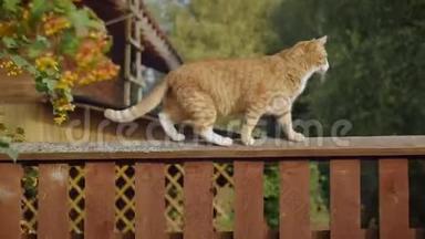 红猫<strong>小心</strong>翼翼地沿着靠近山灰的木栅栏走着..