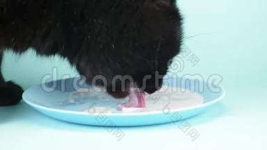 黑猫在蓝色背景上从碟子里舔奶油。 特写