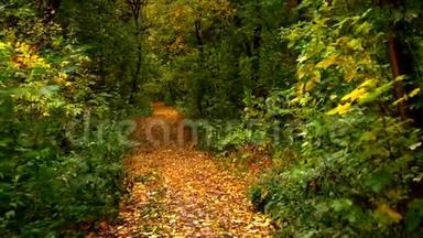 走过<strong>秋天的</strong>森林.. 穿过明亮、多彩、充满活力、<strong>金色的秋天</strong>景观和阳光