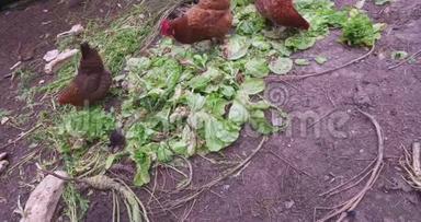 鸡和一只小鸡在一个小农场里吃绿色草药和沙拉。