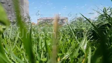绿色的新鲜草，滴在上面，浇在<strong>草坪</strong>上，非常清爽的4K<strong>视频</strong>，自然保护