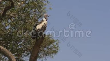一只鲁佩尔`秃鹫在马赛马拉游戏保护区的树上大镜头