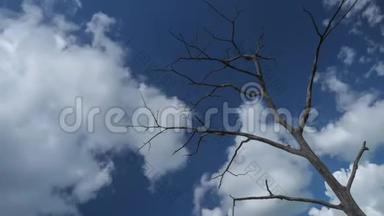 阳光明媚的一天，枯木枯树，蓝天白云