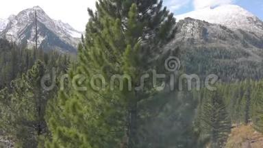 一个流畅的无人机电影拍摄雪山山，鸟瞰一个雪山峰。 在树或松树后面飞翔