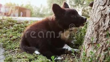 可爱的无家可归的小狗躺在草地上日落时嗅着一棵树