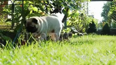 有趣的小狗标记<strong>领土</strong>和排地，在灌木丛下撒尿