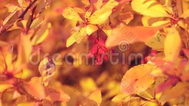 巴宝莉浆果特写在树枝上，背景是秋天的黄叶。