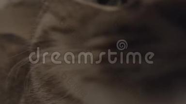 极度接近一只可爱的猫嗅相机镜头。 动作慢，角度宽