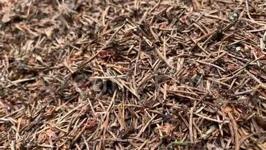 蚁群一种接近蚁群的蚁群，又称红木、南木或马蚁，在蚁丘中奔跑