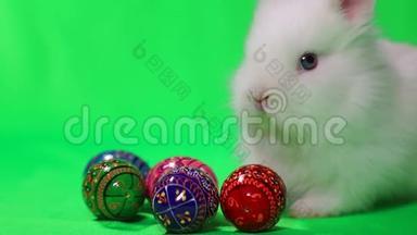 绿色背景上有复活节彩蛋的<strong>白兔</strong>。