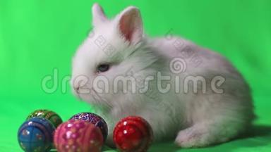 绿色背景上有复活节彩蛋的<strong>白兔</strong>。