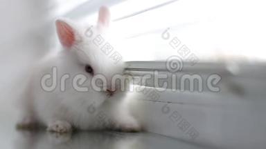 百叶窗背景上窗台上的白兔