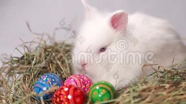 一只<strong>白兔</strong>坐在有复活节彩蛋的草窝附近。