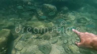 慢镜头一个人浮潜在热带海洋与岩石底部看到美丽的鱼