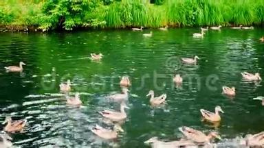 <strong>鸭子</strong>在池塘里漂浮时吃面包。 湖里饿<strong>鸭子</strong>。