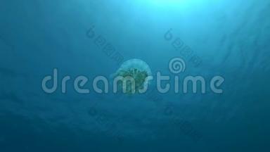 慢动作，颠倒的水母在蓝水中<strong>游动</strong>，在水的背景表面.. 向下的水母