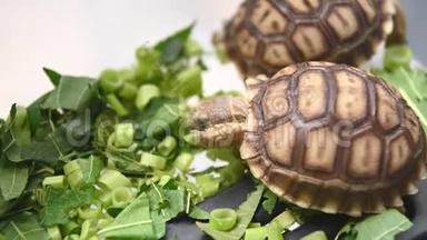 一群美丽的非洲宝宝在塑料盒子里刺激乌龟吃新鲜蔬菜作<strong>为</strong>人类的宠物朋友。 海龟吃绿色