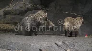 动物园黑暗洞穴中的4k浣熊狗