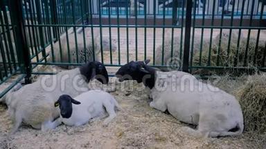 动物展览会，贸易展览会上吃干草的羊群