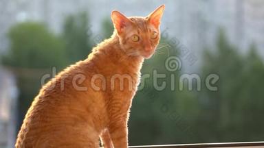 <strong>可爱</strong>的红猫在夏天的晴天坐在窗户上，环顾四周。 <strong>高清</strong>慢视频