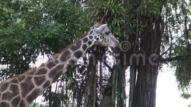 4k，长颈鹿在动物园里散步