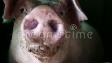 有机养殖场猪舍有泥鼻子的健康猪，特写