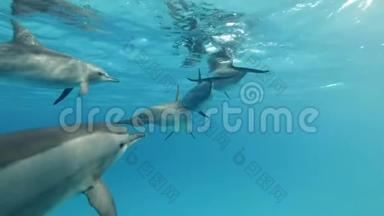 一群海豚在蓝水中慢慢地在水面下游泳。 慢动作，特写，低角度拍摄，跟随拍摄，