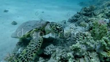 海龟坐在珊瑚礁上，慢慢咀嚼柔软的珊瑚。 鹭海龟或碧莎，鹭