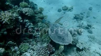 慢动作，海龟在水面下的珊瑚礁附近慢慢游动.. 鹭海龟或碧莎，鹭