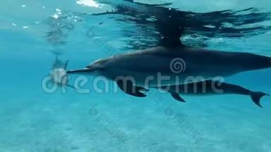 保护海豚<strong>宝宝</strong>的妈妈在蓝色的<strong>水</strong>面下游泳。 慢动作，特写，<strong>水</strong>下射击。