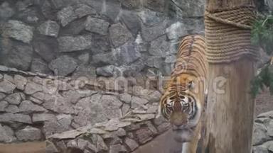 <strong>动物园</strong>里的大老虎。