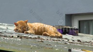 在铁皮屋顶上睡觉的姜猫