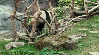 编辑3个片段，一只大熊猫在动物园里散步和做大便