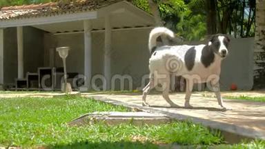 黑白斑点狗在动物收容所里走来走去