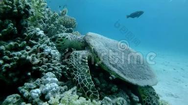 慢动作，海龟坐在珊瑚礁上，吃软珊瑚.. 或，