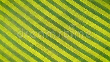 油菜和小麦在农田上的黄绿线