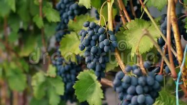 深蓝色葡萄葡萄园