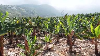 <strong>香蕉种植</strong>园，西班牙加那利群岛特内里费南部的<strong>香蕉</strong>树。 背景上的山脉。 开花