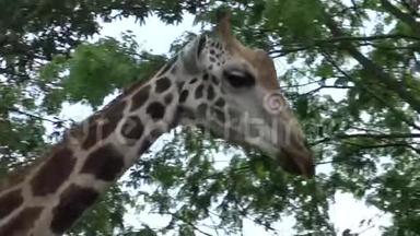 4K，长颈鹿在动物园里散步和吃饭(GiraffaCamelopardalis)