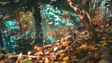 秋天<strong>湖畔树木</strong>的落叶、枝和倒影