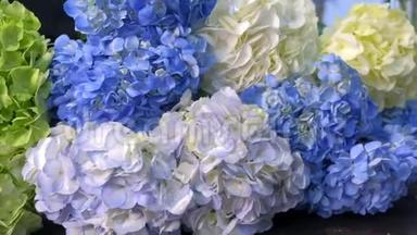 花卉绣球花不同颜色在花店出售，特写。