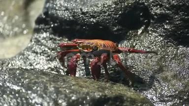 在加拉帕戈斯的圣克鲁斯漫步沙利轻脚蟹
