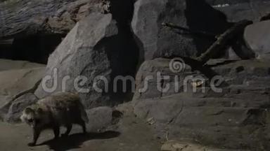 <strong>动物园</strong>黑暗洞穴中的4k浣熊狗