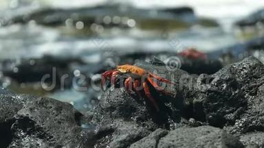 在加拉帕戈斯的圣克鲁斯岛上看到一只沙利光脚螃蟹