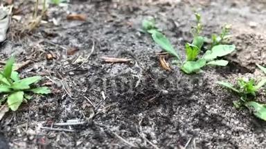 许多黑蚂蚁<strong>快速地</strong>随机<strong>地</strong>爬过土壤。