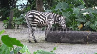 4K，平原斑马在<strong>动物园</strong>，也被称为普通斑马或波切尔`斑马